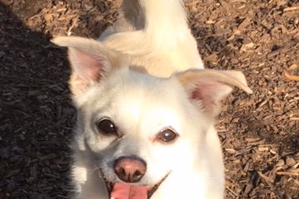 Forest Park Dog Park